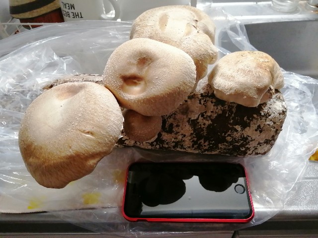 f:id:tanshinfuninhyogo:20220904200901j:image f:id:tanshinfuninhyogo:20220904200901j:image