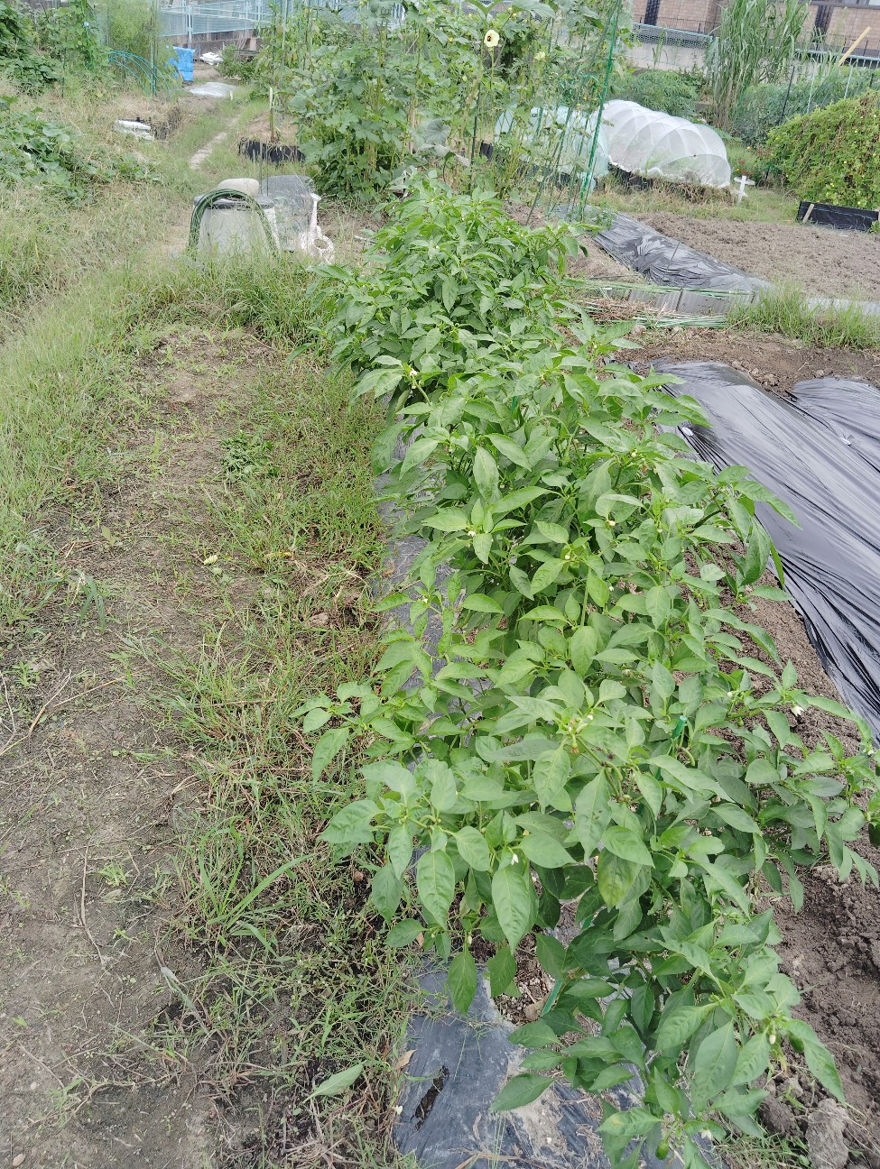 f:id:tanshinfuninhyogo:20261004122521j:image f:id:tanshinfuninhyogo:20261004122521j:image