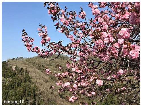 ヤエザクラ 花 淡々と ヤエザクラ 花 淡々と