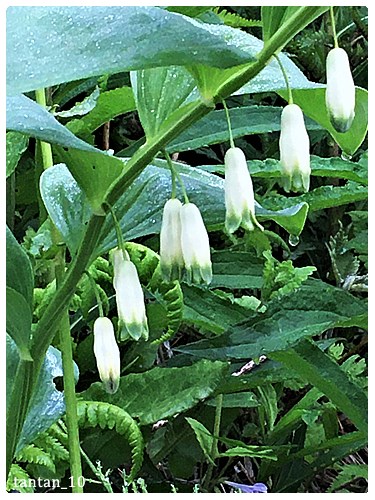 ママコノシリヌグイとは 動植物の人気 最新記事を集めました はてな