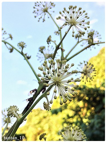 ウド 花 淡々と ウド 花 淡々と