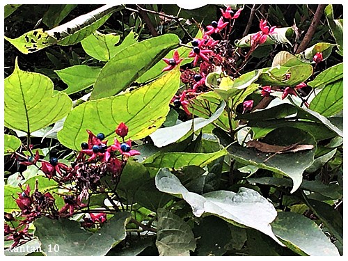 クサギ 実 淡々と