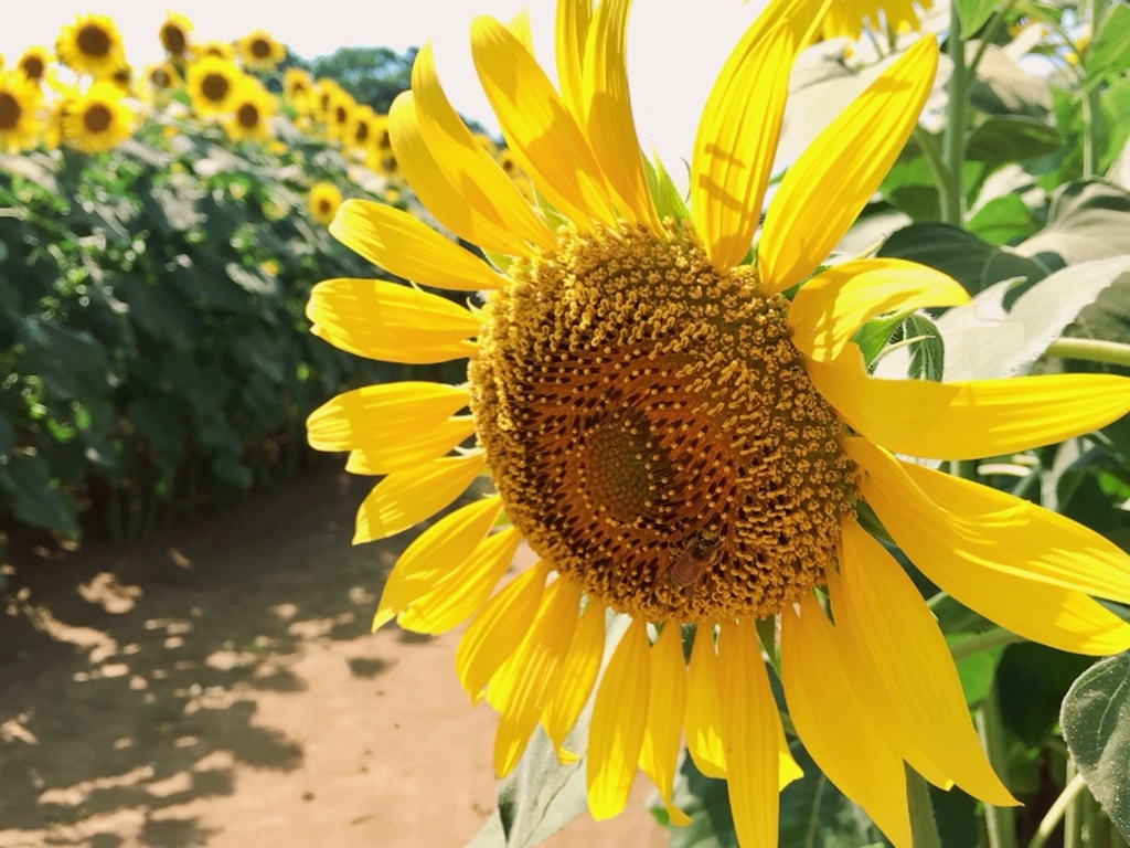 f:id:tantankotantan:20180724183841j:plain f:id:tantankotantan:20180724183841j:plain