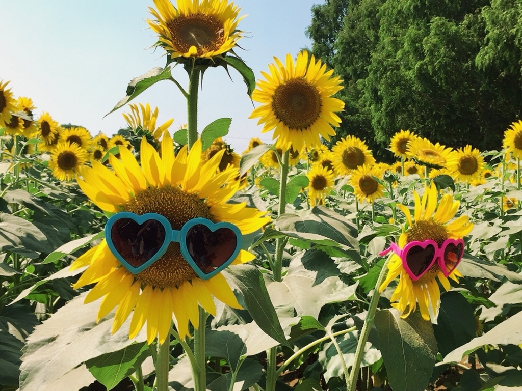 f:id:tantankotantan:20180724184210j:plain f:id:tantankotantan:20180724184210j:plain