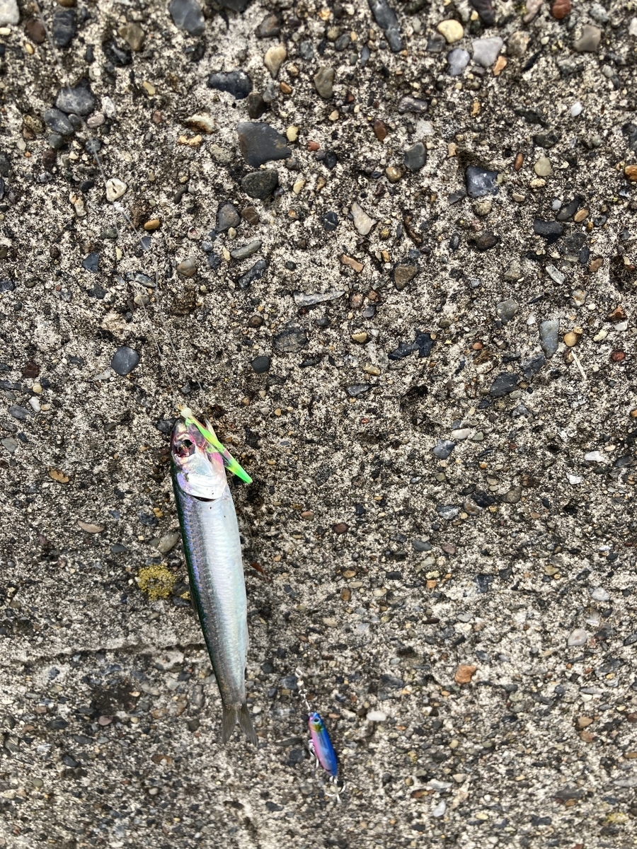 川崎新堤にてカサゴとイワシ 年6月6日 タンタンメンマンの釣りログ