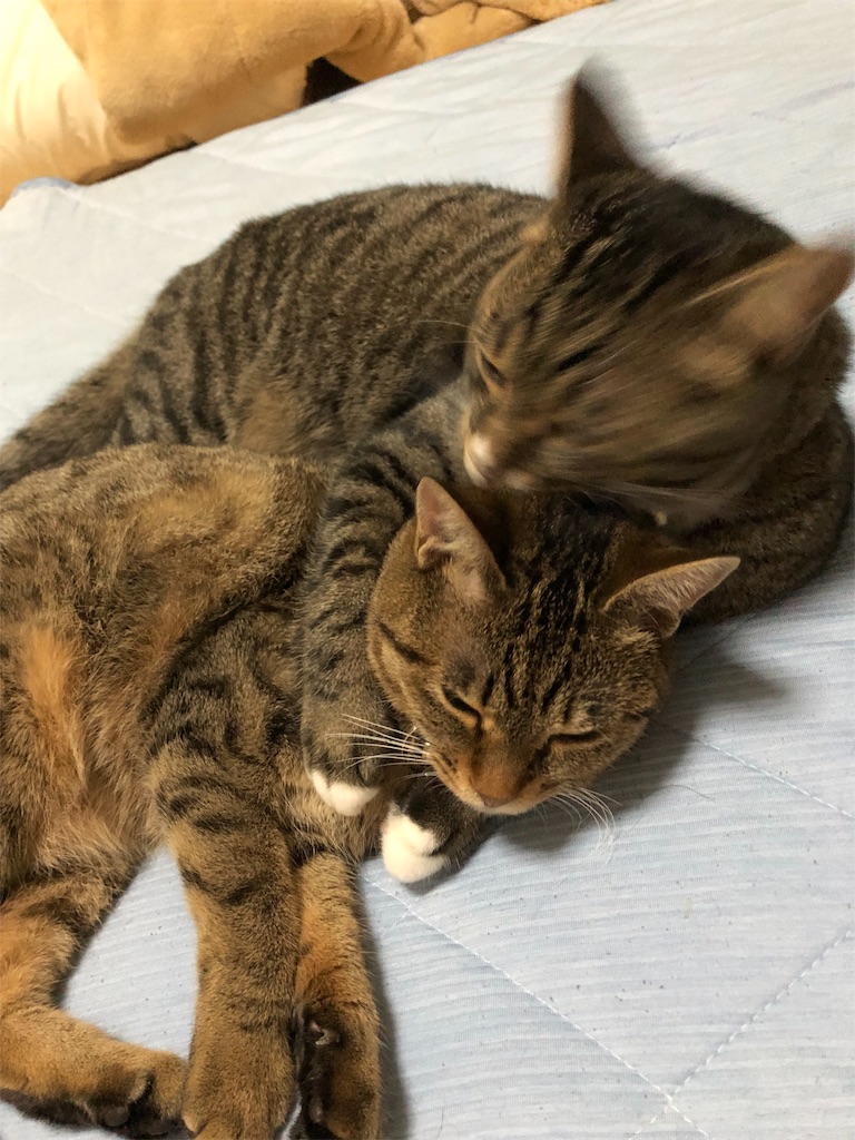 f:id:tantanmenn:20190814103459j:image f:id:tantanmenn:20190814103459j:image