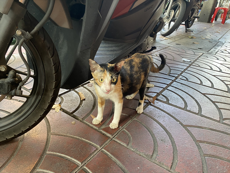 チャルンクルン通りの猫