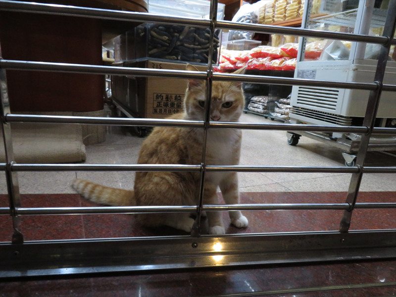 香港の猫