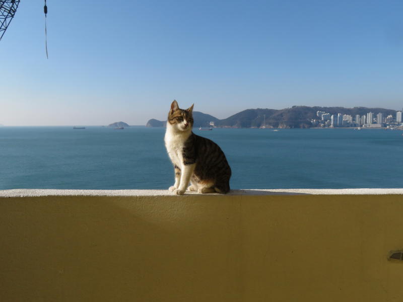 ヒンヨウル文化村の猫