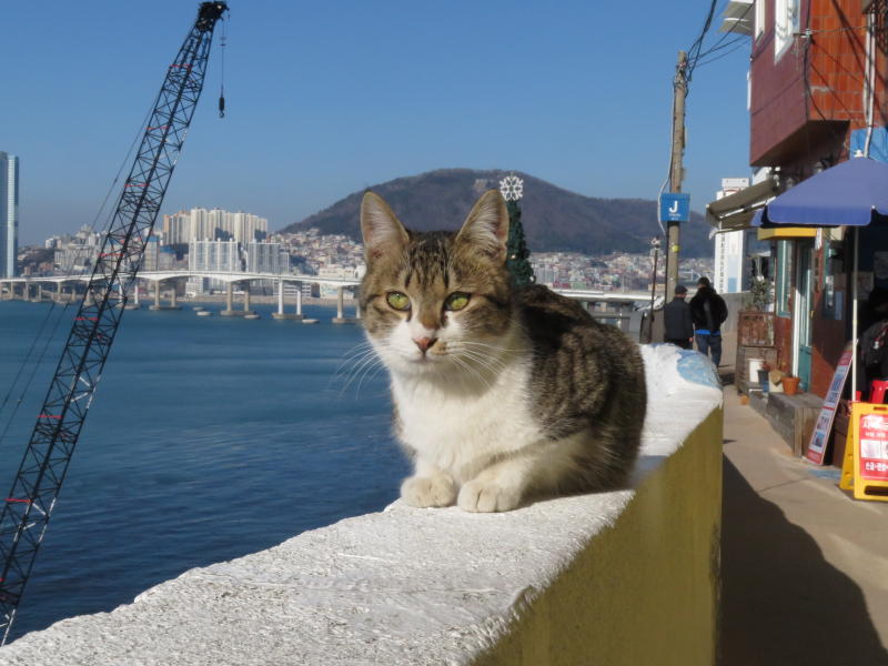 ヒンヨウル文化村の猫