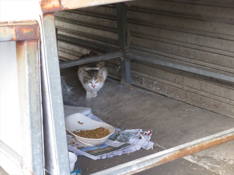 南浦乾物市場の猫