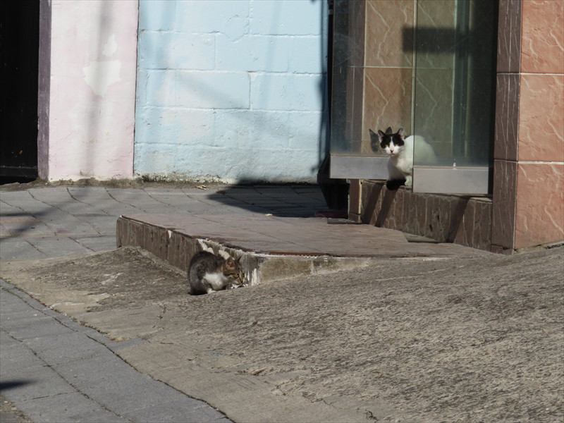 慶州で猫