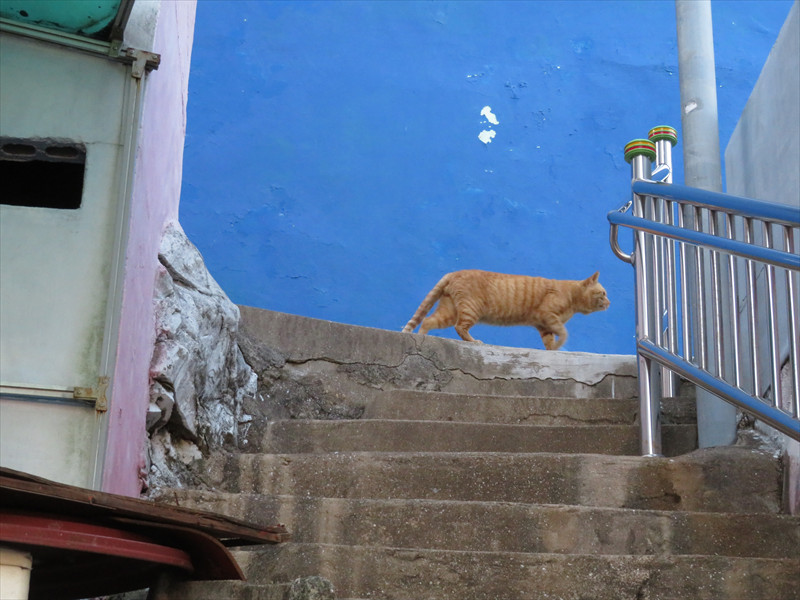 草梁イバグギルの猫