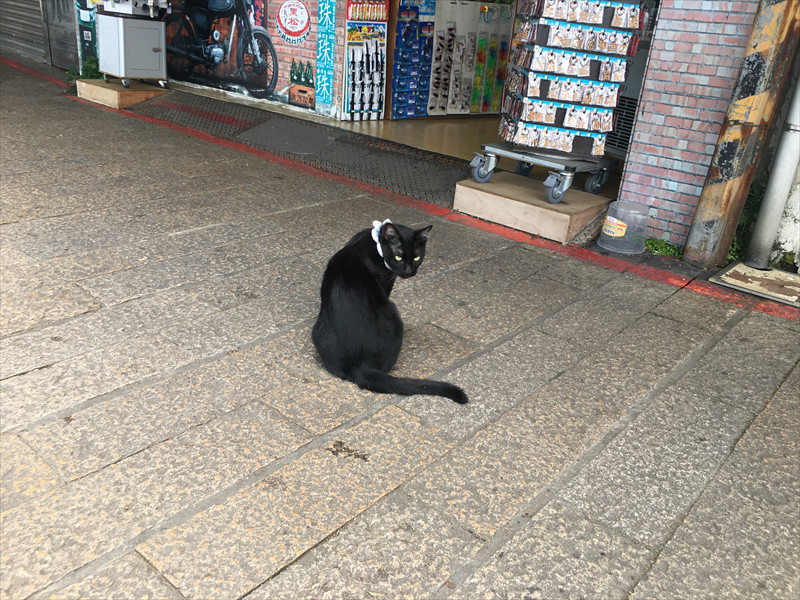 淡水の猫