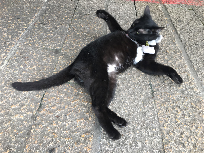 淡水の猫