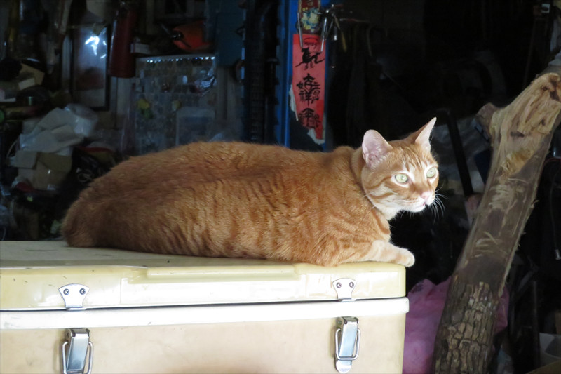 昆陽站で見た猫