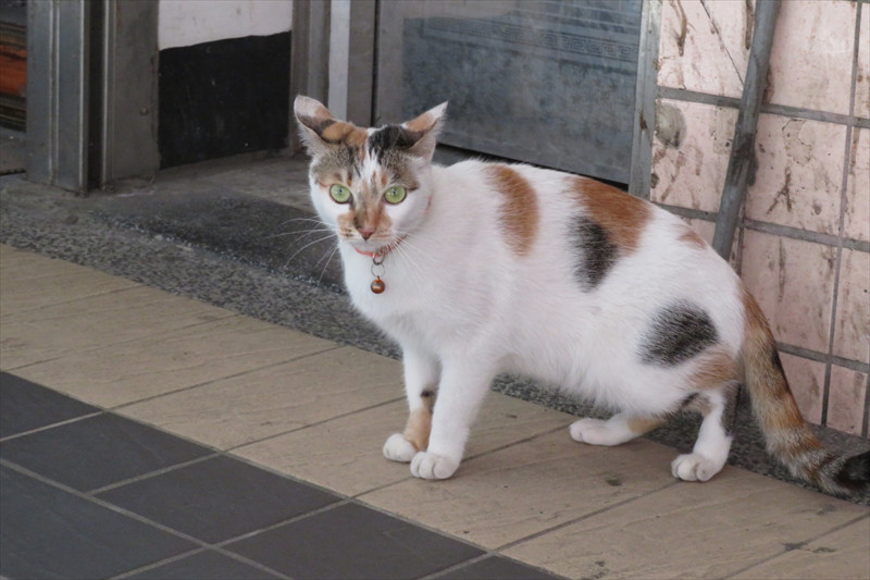 昆陽站で見た猫