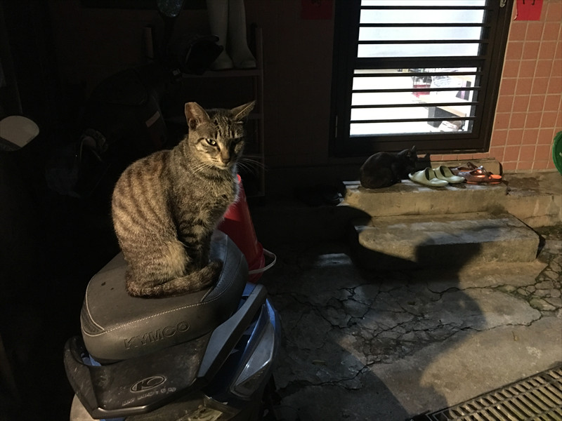 九份の猫