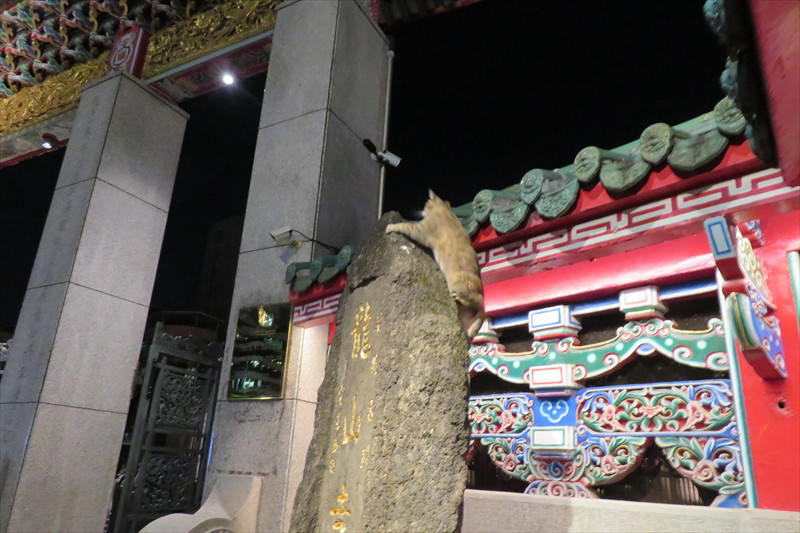 龍山寺の猫