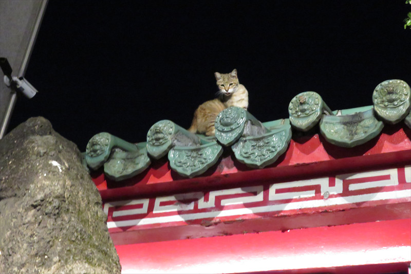 龍山寺の猫
