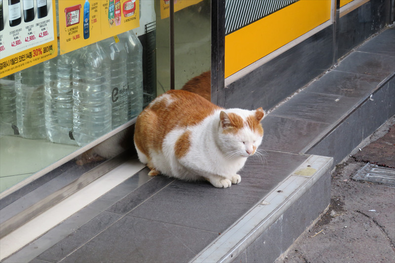 西面の猫