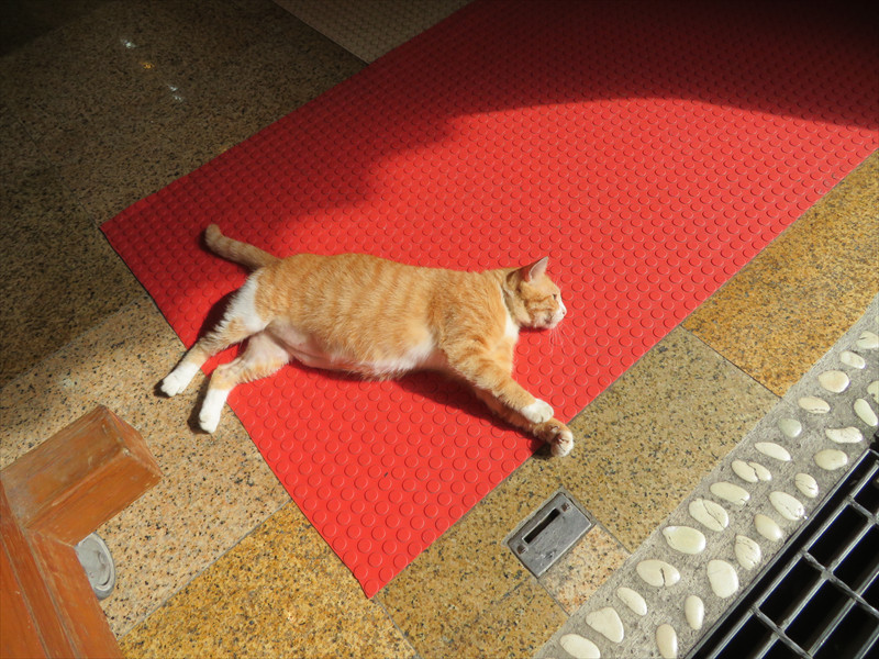 猴硐の猫