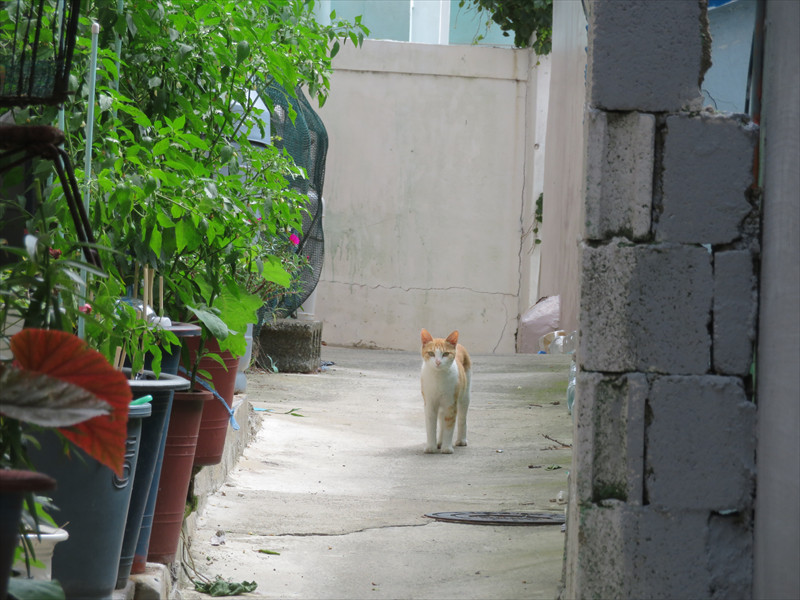甘川洞文化村の猫