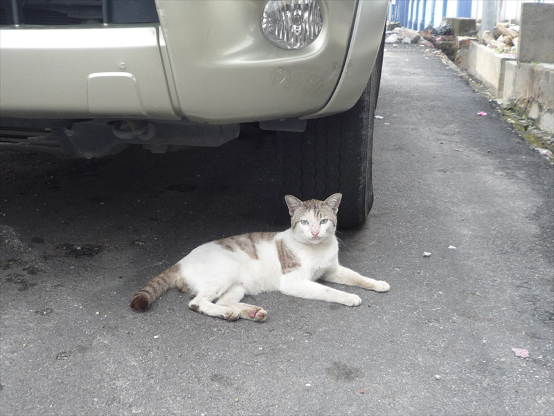 バトゥパハの猫
