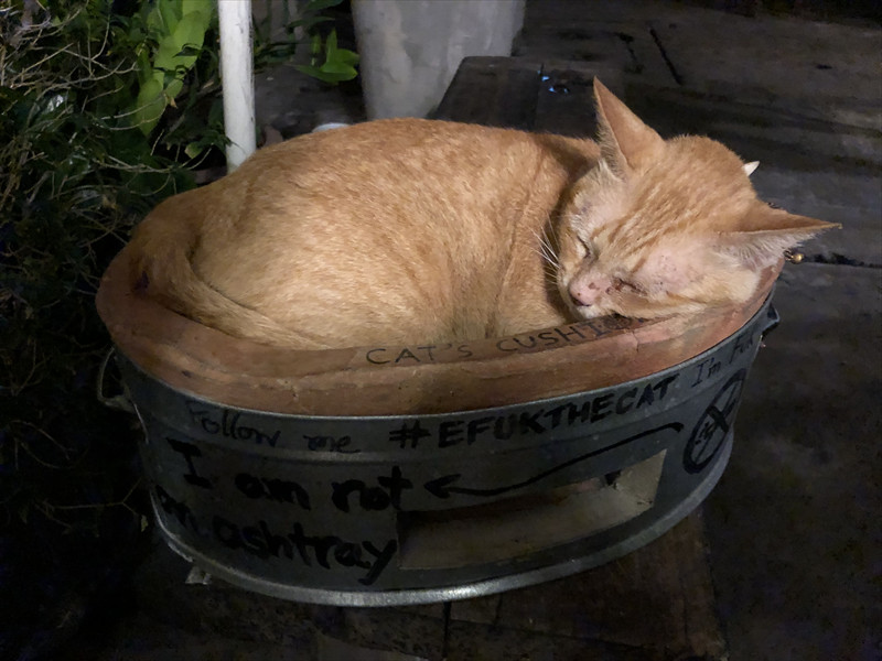 TEP BAR(テープバー)の猫