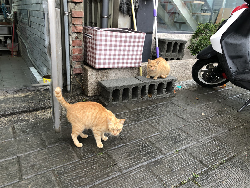 台南猫