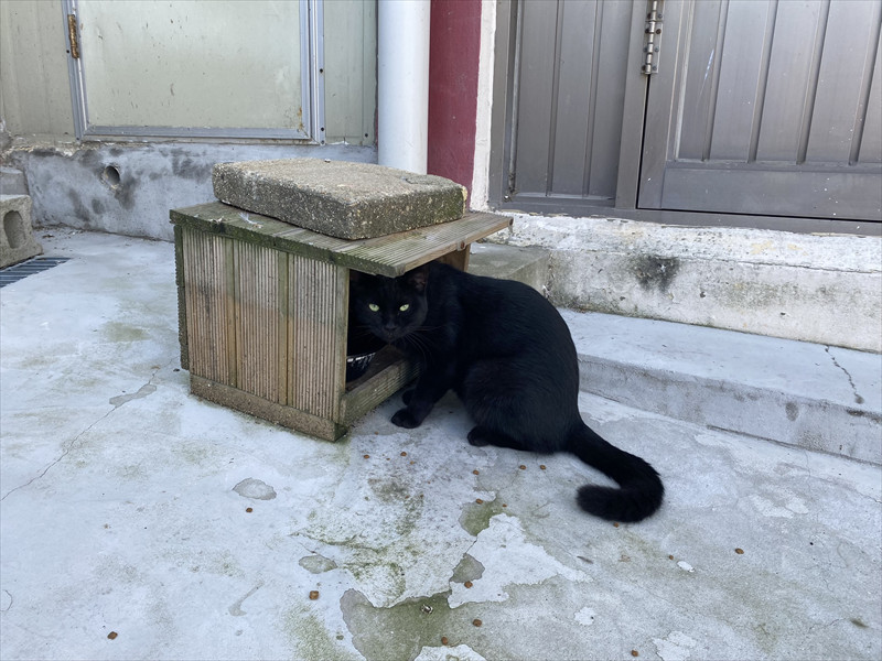 チャイナタウンの猫