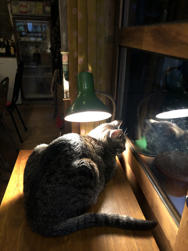 秘氏珈琲 猫