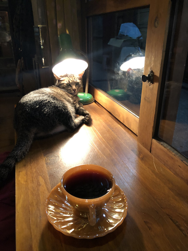 秘氏珈琲 猫