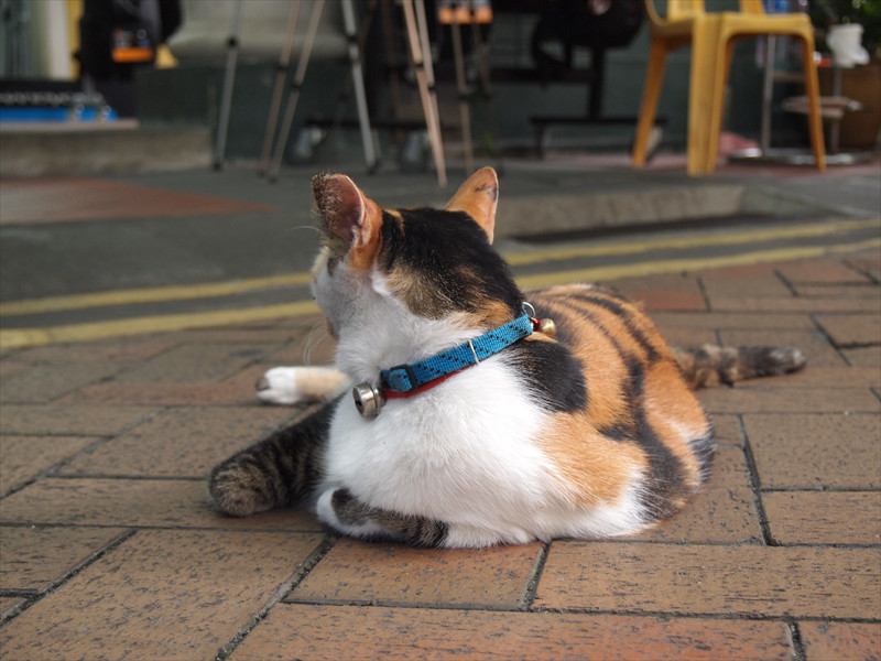 シンガポールの猫