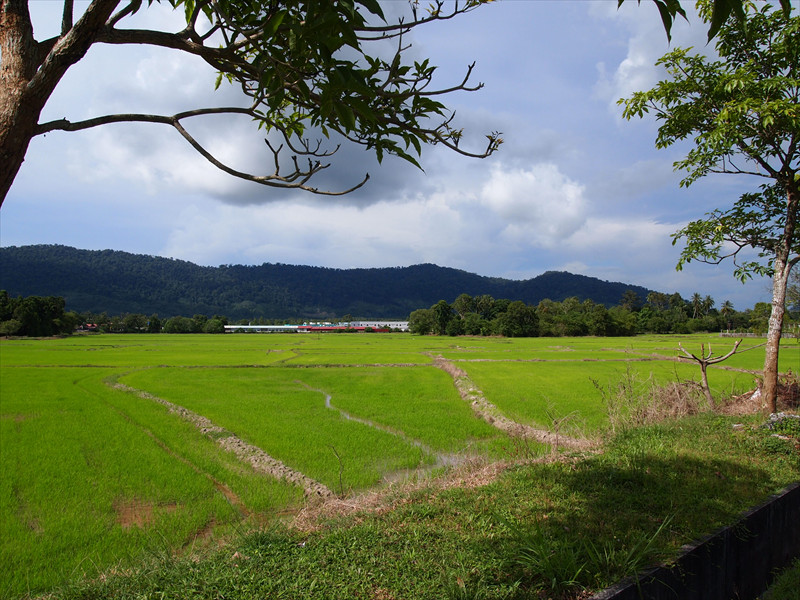 ランカウイの水田地帯