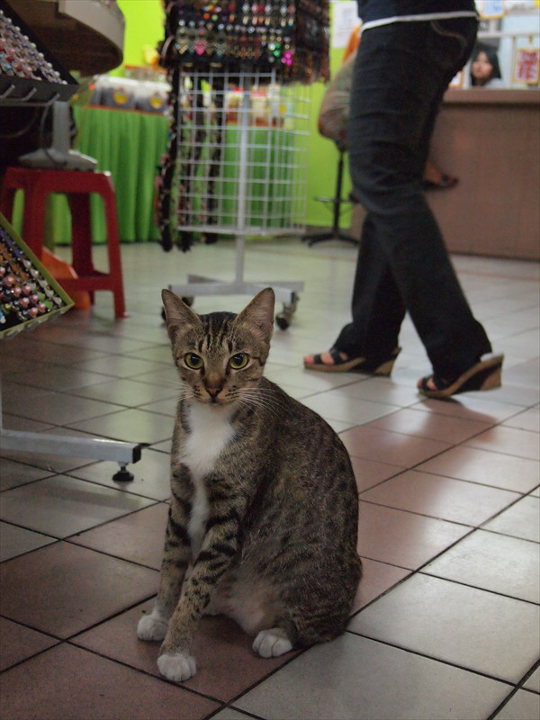 ラーキンねこ