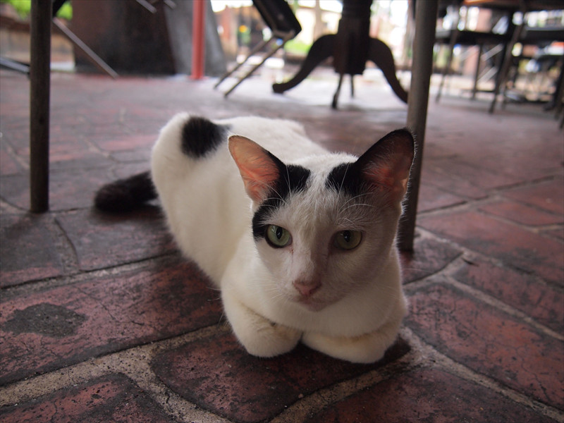 JBの香箱猫