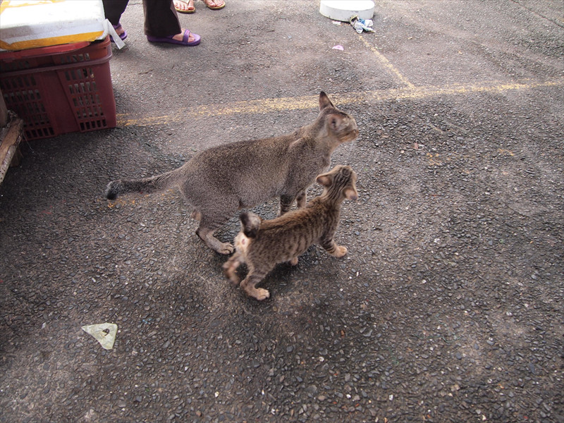 バンダルスリブガワン TAMU 親子猫