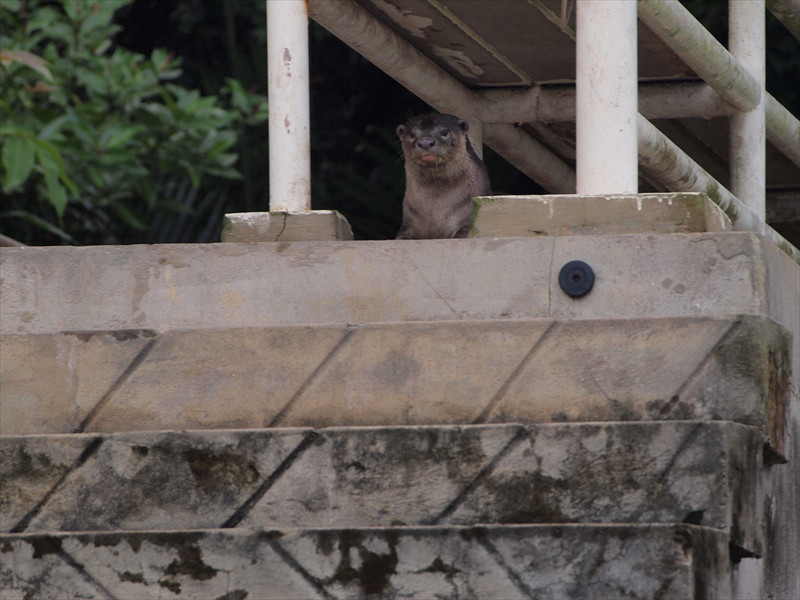 バンダルスリブガワン ブルネイ川のカワウソ
