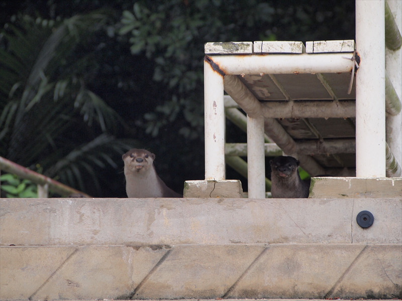 バンダルスリブガワン ブルネイ川のカワウソ