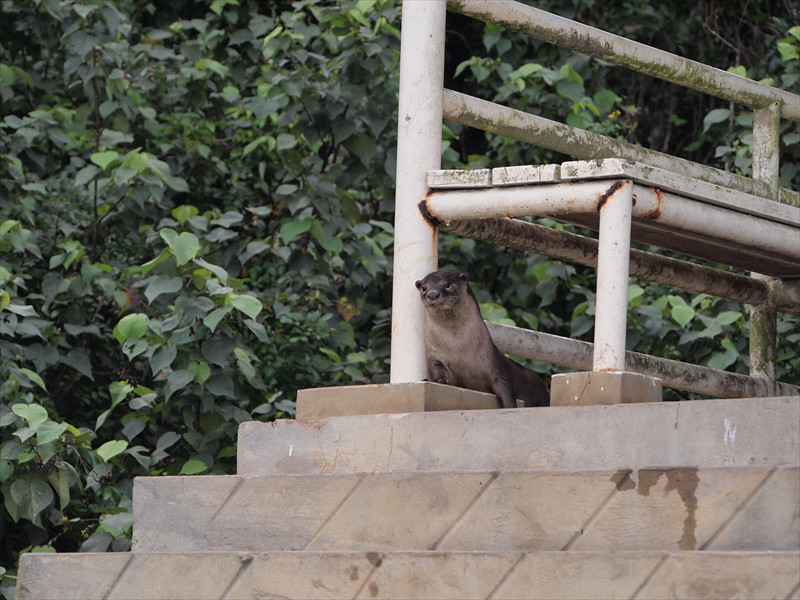 ブルネイ川のカワウソ
