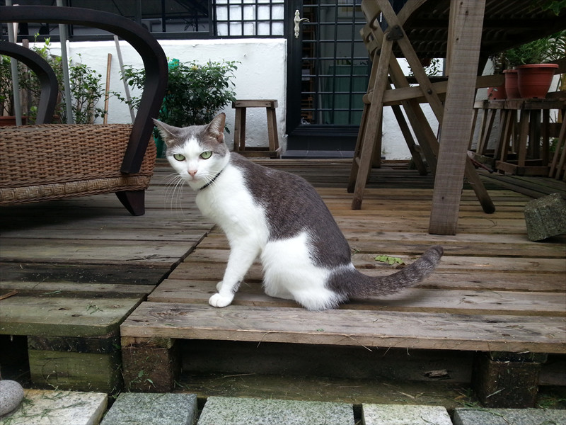 チョンバルエステート猫