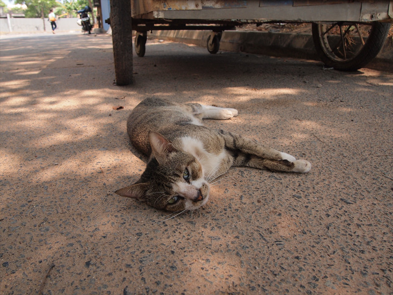 バタム猫