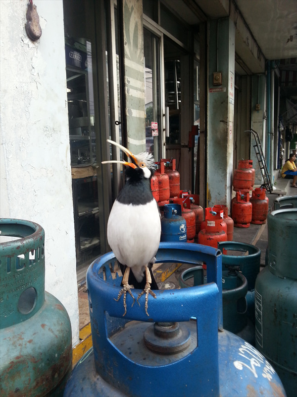 アソークの鳥