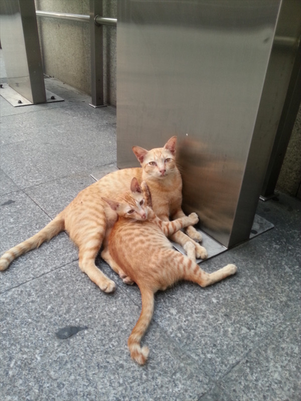 スクンビット駅の猫