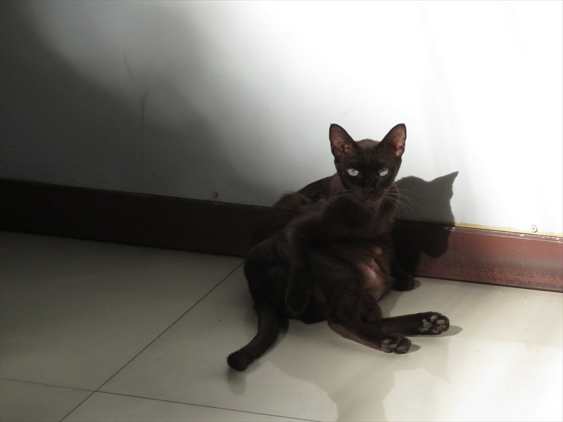 ソイ24/1猫