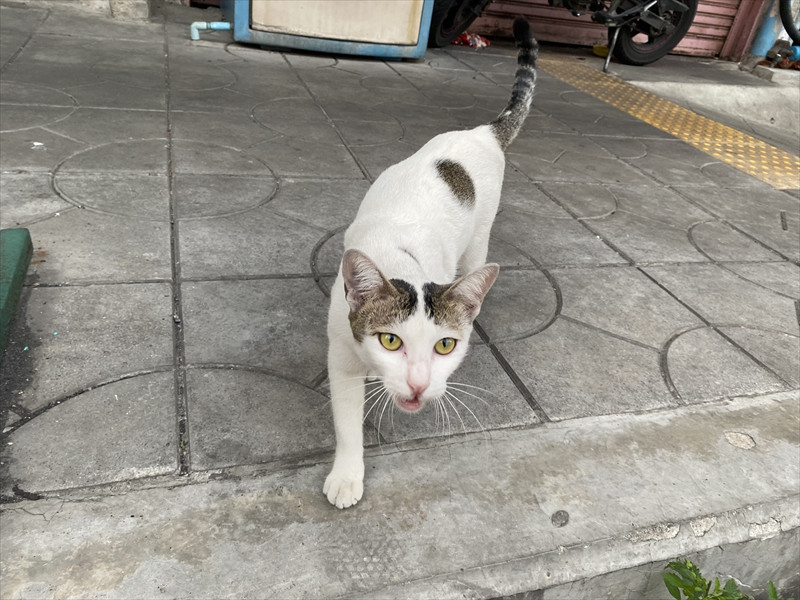 サトーンの猫ちゃん