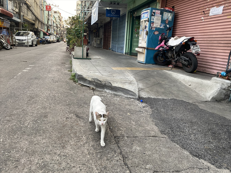 ついてくる猫ちゃん。