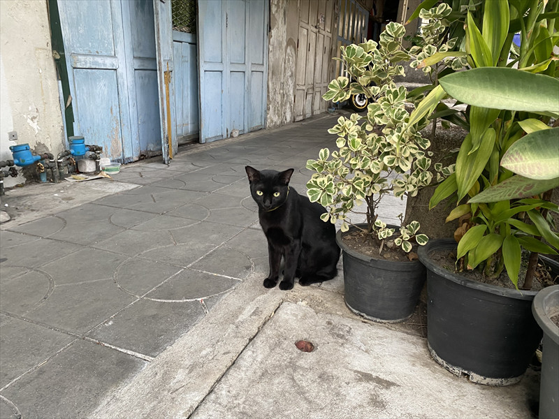 サトーンの黒猫