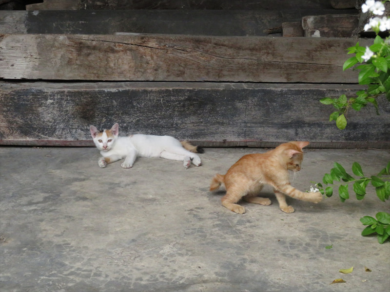 タラートノイの猫